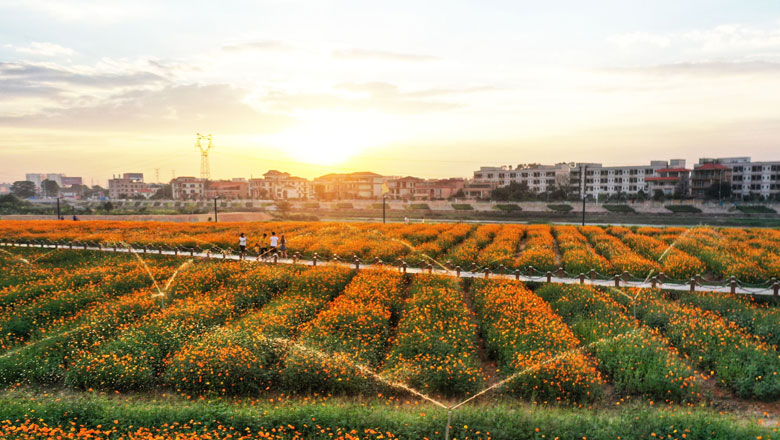 你闻,这里的冬日也可花香满城
