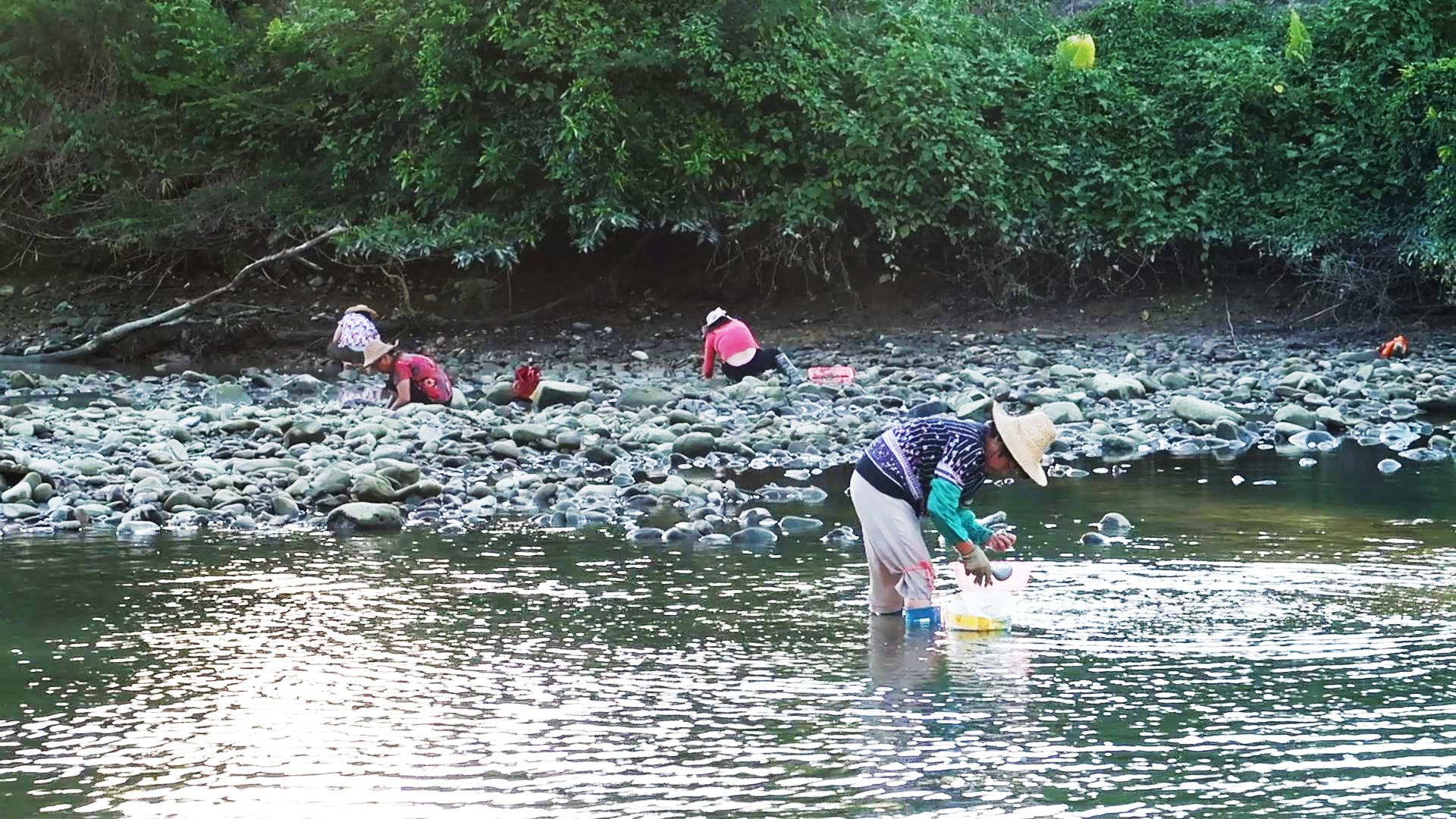 河边-采蚬-近景00-12秒_20201030094118.jpg 河边-采蚬-近景00-12秒_20201030094118.jpg